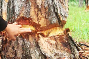 Lâm Đồng: 108 cây thông hàng chục năm tuổi bị đẽo vỏ