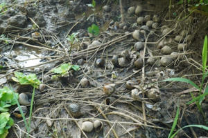 Làm rõ nguyên nhân ốc nhồi chết hàng loạt ở Trung Hòa