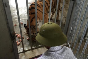 Vụ vợ “trùm” buôn bán hổ được cấp phép nuôi hổ: Thêm 9 cá thể hổ được nhập về từ Séc và Bỉ