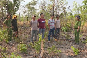 Bắt nhóm đối tượng phá 2ha rừng để chiếm đất làm rẫy