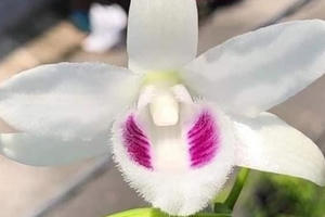 Bốn trò "bẩn" của nhà vườn khiến người chơi lan "ăn" trái đắng