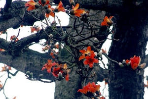 Tháng 3 hoa gạo gọi hè về