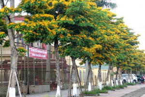Quận Tây Hồ đề xuất trồng mới 55 cây giáng hương ở khu phố đi bộ Trịnh Công Sơn