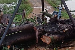 Chạy mưa, người phụ nữ bị cây cổ thụ đè tử vong