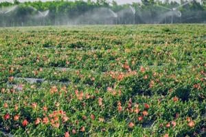 “Sâm quốc dân” và nước cờ táo bạo của nữ doanh nhân trẻ