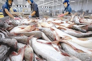 Kiểm soát chất lượng cá tra sang Trung Quốc