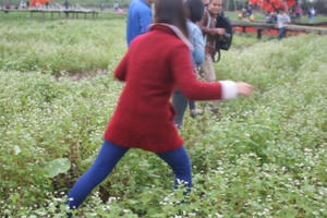 "Tan hoang" thung lũng hoa tam giác mạch giữa thủ đô