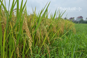 Một cổ phiếu doanh nghiệp lớn ngành gạo bị huỷ niêm yết