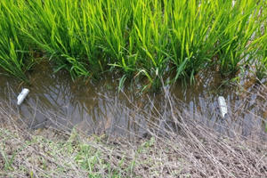 Hải Dương: Dùng điện bẫy chuột khiến người cùng thôn tử vong