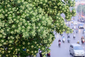 Đắm say những khúc ca thu