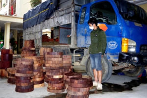 Hơn 292 khúc gỗ nghiến dạng thớt đang trên đường đi tiêu thụ thì bị bắt giữ