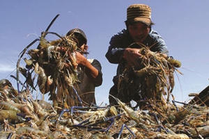 Khó khăn bủa vây, ngành Nông nghiệp vẫn tăng trưởng khá