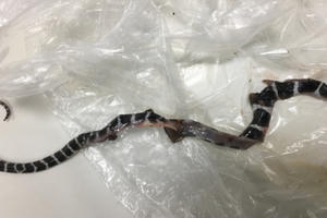 Bị rắn cạp nia cắn, trẻ 5 tuổi nhập viện trong đêm