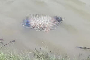 Điều tra vụ 3 xác chết buộc chặt nổi trên sông