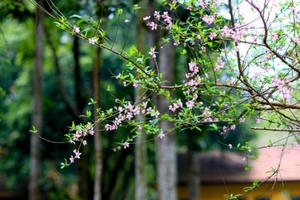 Xuân về nơi Chiến khu xưa K9