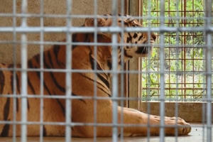 Vụ bắt 17 cá thể hổ: Hình ảnh 9 “chúa sơn lâm” còn sống được bảo vệ nghiêm ngặt