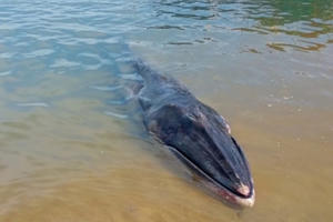 Xác cá voi dài khoảng 7m, nặng khoảng 800 kg dạt vào bờ biển ở Hà Tĩnh