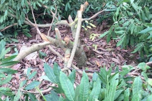 Vườn nhãn đang ra hoa bị kẻ gian phá nát trong đêm