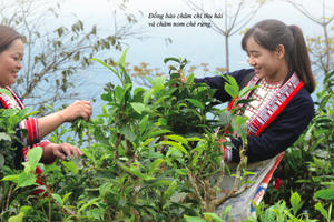 Người đàn ông dành cả thanh xuân đưa chè rừng Hà Giang ra thế giới