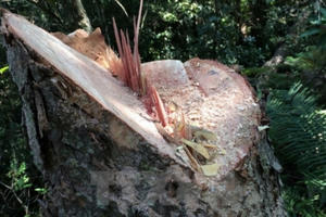 Điện Biên: Lâm tặc hoành hành, rừng nghiến kêu cứu