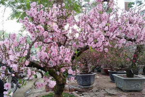 Đào phai cổ Mộc Châu đổ bộ xuống phố Hà Nội làm điên đảo người xem