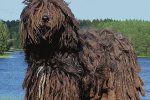 Top 10 loại chó có hình dáng kì lạ nhất thế giới