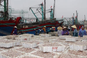 Trở về đầy ắp “lộc biển” ngư dân “đút túi” hàng trăm triệu đồng