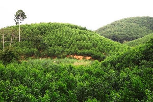 Chuyển mục đích sử dụng đất tại tỉnh Phú Yên