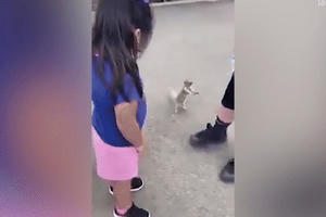 Quá khát, con sóc van xin chai nước trên tay người