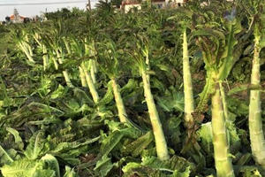 Nông dân Thái Bình trồng salad 'lạ', xuất khẩu hàng trăm tấn