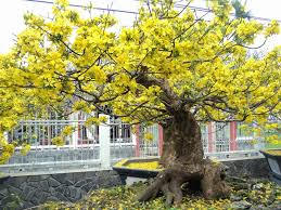 Clip - Chiêm ngưỡng những cây mai cổ thụ "khủng" để chơi Tết tại TP HCM