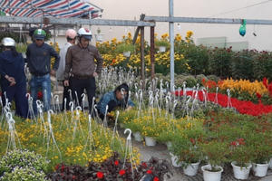 Đà Nẵng: Chợ hoa Tết nhộn nhịp cảnh mua bán ngày cận Tết Nguyên đán