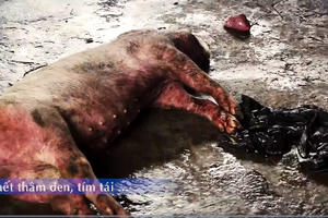 Vĩnh Phúc: Phát lộ cơ sở kinh doanh “phù phép“ lợn lở mồm long móng thành trâu gác bếp