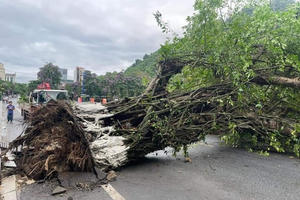 Cây đa trăm tuổi giữa lòng TP Hà Giang bật gốc, gãy đổ