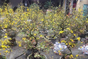 Quảng Bình: Hoa Tết tràn ngập khắp TP Đồng Hới