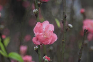 Hương Tết sớm tràn về thủ đô Hương Tết sớm tràn về thủ đô