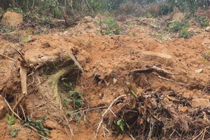 Nghệ An: Khai thác trái phép rừng thông hàng chục năm tuổi tại xã Quỳnh Văn