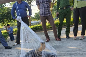 Rắn hổ mang chúa dài hơn 3m “đột nhập” trường học