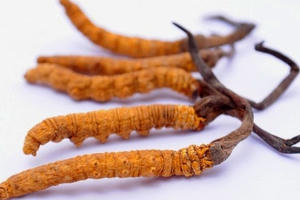 Đông trùng hạ thảo - món quà Tết mang lời chúc sức khỏe