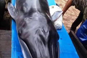 Quảng Nam: Phát hiện xác cá voi hơn 300 kg Quảng Nam: Phát hiện xác cá voi hơn 300 kg