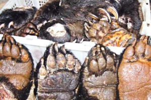 Thực khách choáng nặng món thịt hổ trong thực đơn nhà hàng Thực khách choáng nặng món thịt hổ trong thực đơn nhà hàng