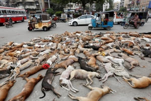 Phẫn nộ cảnh 700 chú chó hoang bị đầu độc chết ở Pakistan