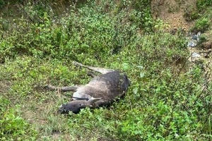 Trời rét đậm rét hại, nhiều trâu bò các huyện miền núi tỉnh Nghện An bị chết