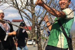 Tết ấm nhờ... buộc đào