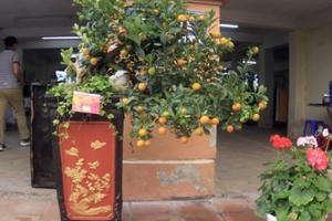 Quất cảnh Tứ Liên “đọ sắc”