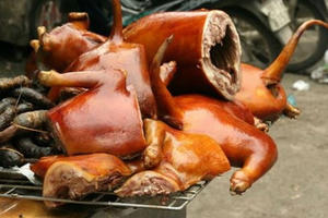 Tin vui cho những người yêu chó Tin vui cho những người yêu chó