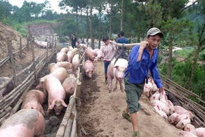 Kinh tế 24h: 100 ngàn mua được 3 cân thịt heo, giá vải thiều Lục Ngạn cao nhất trong lịch sử