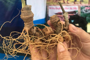 Sâm Ngọc Linh dấu ấn Tây Nguyên tại Festival Văn hóa Ẩm thực du lịch lớn nhất Nghệ An