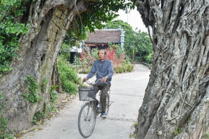 Cây đa 500 tuổi có bộ rễ khủng tạo thành cổng làng "độc" nhất ở Hưng Yên