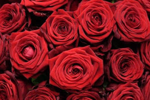 Đại gia mua tặng người yêu bó hồng giá gần 160 triệu đồng dịp Valentine